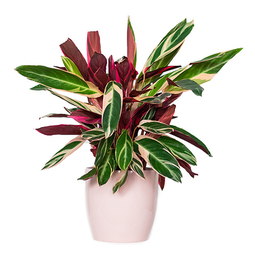 Calathea (M).jpg